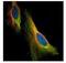 Nucleolar protein 3 antibody, NBP2-19561, Novus Biologicals, Immunofluorescence image 