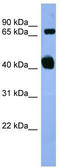 Amyloid beta A4 precursor protein-binding family B member 1 antibody, TA329764, Origene, Western Blot image 