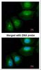 S100 Calcium Binding Protein A11 antibody, NBP1-32998, Novus Biologicals, Immunofluorescence image 