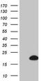 BTG Anti-Proliferation Factor 2 antibody, CF808197, Origene, Western Blot image 