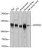 Methylenetetrahydrofolate Dehydrogenase, Cyclohydrolase And Formyltetrahydrofolate Synthetase 1 antibody, 23-700, ProSci, Western Blot image 