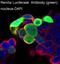 Renilla-luciferin 2-monooxygenase antibody, MT0022, Boster Biological Technology, Immunofluorescence image 