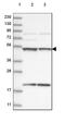 NEDD8-activating enzyme E1 catalytic subunit antibody, HPA034874, Atlas Antibodies, Western Blot image 