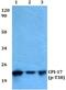Protein Phosphatase 1 Regulatory Inhibitor Subunit 14A antibody, PA5-36842, Invitrogen Antibodies, Western Blot image 