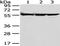 SYN antibody, TA351935, Origene, Western Blot image 