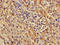 Lactate Dehydrogenase D antibody, LS-C398927, Lifespan Biosciences, Immunohistochemistry frozen image 