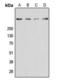 Ryanodine Receptor 2 antibody, orb393157, Biorbyt, Western Blot image 