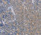 C-C Motif Chemokine Ligand 16 antibody, MBS2526203, MyBioSource, Immunohistochemistry frozen image 