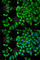 WNK1 antibody, A2569, ABclonal Technology, Immunofluorescence image 
