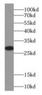 Single-Pass Membrane Protein With Coiled-Coil Domains 1 antibody, FNab01110, FineTest, Western Blot image 