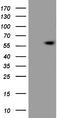 Estrogen Related Receptor Beta antibody, LS-C790665, Lifespan Biosciences, Western Blot image 