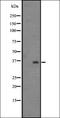 Olfactory Receptor Family 2 Subfamily S Member 2 (Gene/Pseudogene) antibody, orb335661, Biorbyt, Western Blot image 