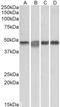 Mitogen-Activated Protein Kinase Kinase 2 antibody, LS-C205037, Lifespan Biosciences, Western Blot image 