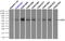 EDL antibody, TA501047, Origene, Immunoprecipitation image 