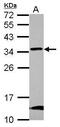Protein NipSnap homolog 2 antibody, GTX123417, GeneTex, Western Blot image 