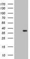GATA Zinc Finger Domain Containing 1 antibody, TA804850S, Origene, Western Blot image 