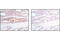 Eukaryotic translation initiation factor 2 subunit 1 antibody, 3398P, Cell Signaling Technology, Immunohistochemistry paraffin image 