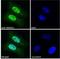 Homeobox D13 antibody, NBP1-52149, Novus Biologicals, Immunofluorescence image 