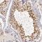 LIG4 antibody, NBP1-87405, Novus Biologicals, Immunohistochemistry frozen image 