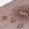 Dachsous Cadherin-Related 1 antibody, NBP2-13901, Novus Biologicals, Immunohistochemistry paraffin image 
