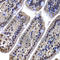 DnaJ homolog subfamily B member 6 antibody, A7052, ABclonal Technology, Immunohistochemistry paraffin image 