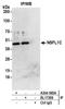 NSFL1 Cofactor antibody, A304-565A, Bethyl Labs, Immunoprecipitation image 