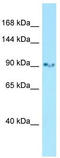 GluR-C antibody, TA338509, Origene, Western Blot image 