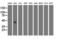 Ganglioside Induced Differentiation Associated Protein 1 Like 1 antibody, LS-C173108, Lifespan Biosciences, Western Blot image 