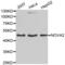 RNA-binding protein Nova-2 antibody, abx004647, Abbexa, Western Blot image 