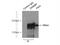 Dynamin Binding Protein antibody, 17191-1-AP, Proteintech Group, Immunoprecipitation image 
