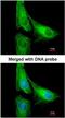 ArfGAP With GTPase Domain, Ankyrin Repeat And PH Domain 1 antibody, NBP1-31261, Novus Biologicals, Immunofluorescence image 