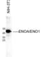 Enolase 1 antibody, 54-318, ProSci, Western Blot image 