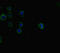 SMAD Family Member 5 antibody, LS-C679543, Lifespan Biosciences, Immunofluorescence image 
