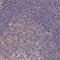 Sorbin And SH3 Domain Containing 1 antibody, PA5-60232, Invitrogen Antibodies, Immunohistochemistry frozen image 