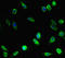 Laforin antibody, LS-C677825, Lifespan Biosciences, Immunofluorescence image 
