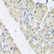 Aminolevulinate Dehydratase antibody, 23-555, ProSci, Immunohistochemistry paraffin image 
