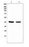 PON antibody, A00516-3, Boster Biological Technology, Western Blot image 