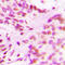 Histone H3 antibody, LS-C356101, Lifespan Biosciences, Immunohistochemistry paraffin image 