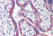 Leucine Rich Repeat Containing 1 antibody, MBS240337, MyBioSource, Immunohistochemistry frozen image 