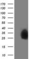 Pyridoxal kinase antibody, NBP2-00821, Novus Biologicals, Western Blot image 