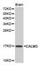 Calmodulin antibody, LS-C335131, Lifespan Biosciences, Western Blot image 