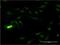 SUB1 Regulator Of Transcription antibody, H00010923-M13, Novus Biologicals, Immunofluorescence image 