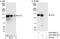Rap Guanine Nucleotide Exchange Factor 1 antibody, A301-965A, Bethyl Labs, Immunoprecipitation image 