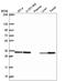 Capping Actin Protein Of Muscle Z-Line Subunit Beta antibody, HPA056066, Atlas Antibodies, Western Blot image 