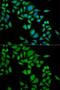 Quinoid Dihydropteridine Reductase antibody, GTX54559, GeneTex, Immunofluorescence image 