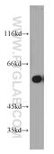 24-Dehydrocholesterol Reductase antibody, 10471-1-AP, Proteintech Group, Western Blot image 