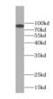 Striatin Interacting Protein 2 antibody, FNab02984, FineTest, Western Blot image 
