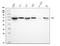 Growth Factor Receptor Bound Protein 10 antibody, M01663, Boster Biological Technology, Western Blot image 