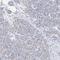 Contactin-associated protein-like 4 antibody, HPA031859, Atlas Antibodies, Immunohistochemistry frozen image 