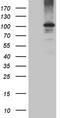 Protein argonaute-1 antibody, TA811173S, Origene, Western Blot image 